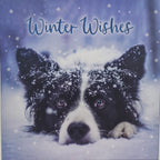 Christmas cards NEW 2026