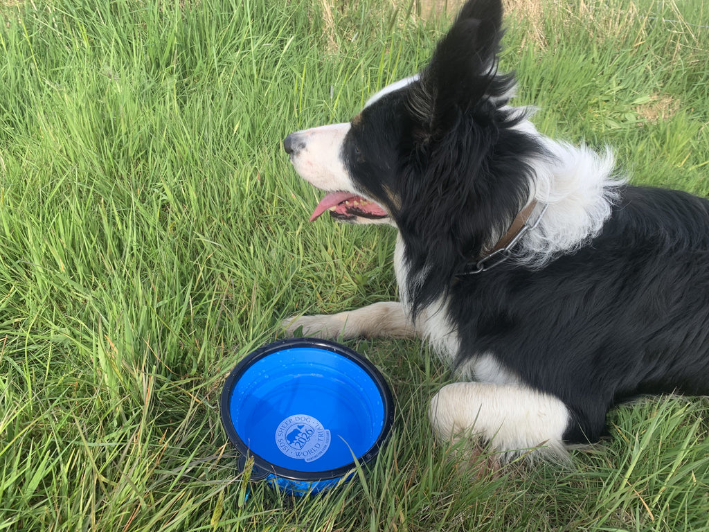 World Trial Silicone Dog Bowl